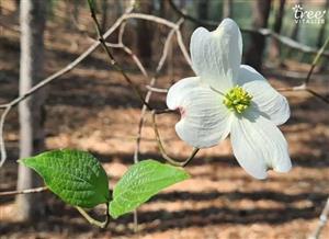 Flowering Dogwood (Cornus florida) - Image by Lyrae Willis for Tree Vitalize